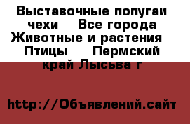 Выставочные попугаи чехи  - Все города Животные и растения » Птицы   . Пермский край,Лысьва г.